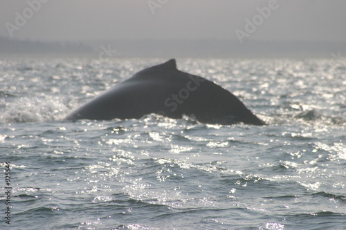 humpback whale's flukes (tail fins)