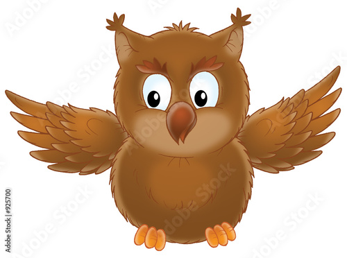 owl