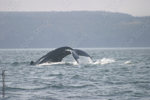 humpback whale © Bruce Tuten