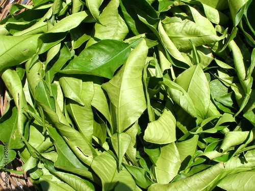 Photography tisane
