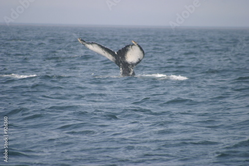 i m getting out of here  humpback diving.