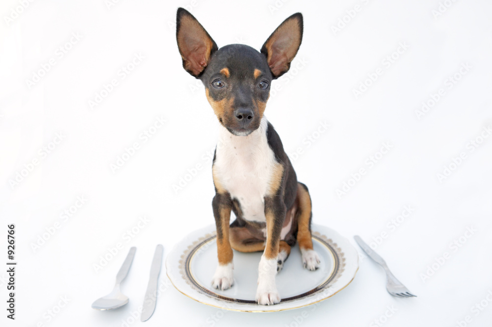 small dog small dog
