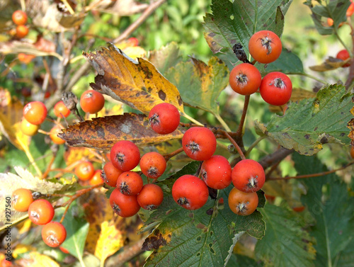 schwedische mehlbeere photo