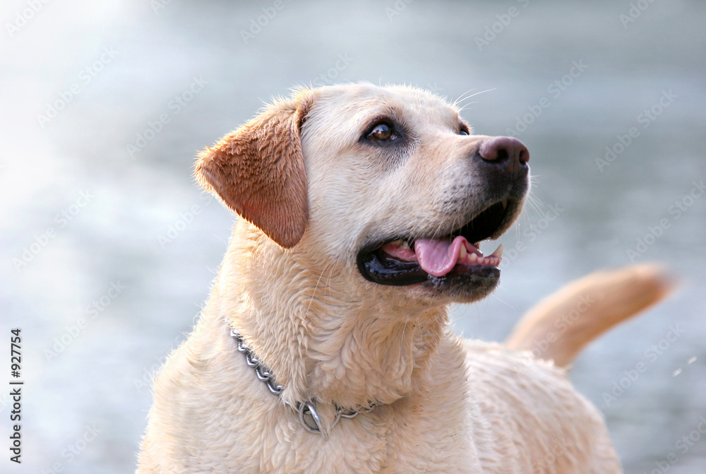 happy lab portrait happy lab portrait