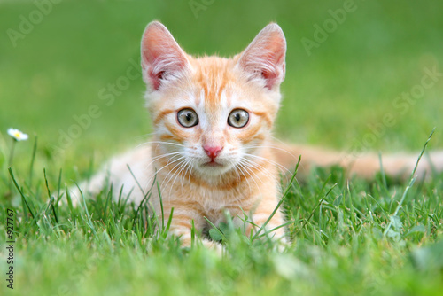 Fotografie orange kitten