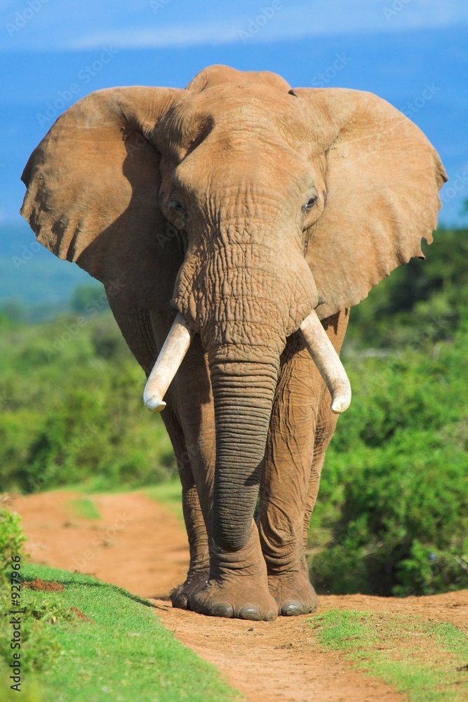 Obraz premium elephant portrait