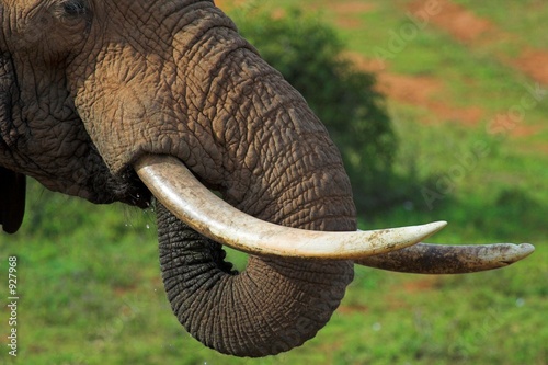 elephant close up