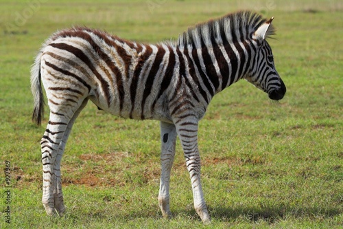 zebra fawn