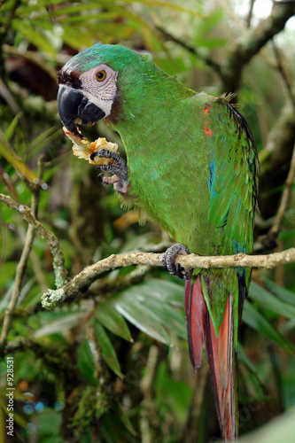 the parrot