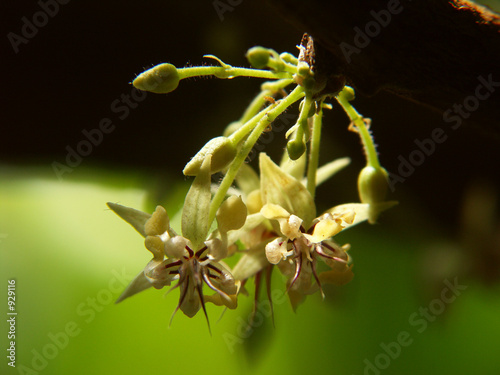 kakao blüte photo