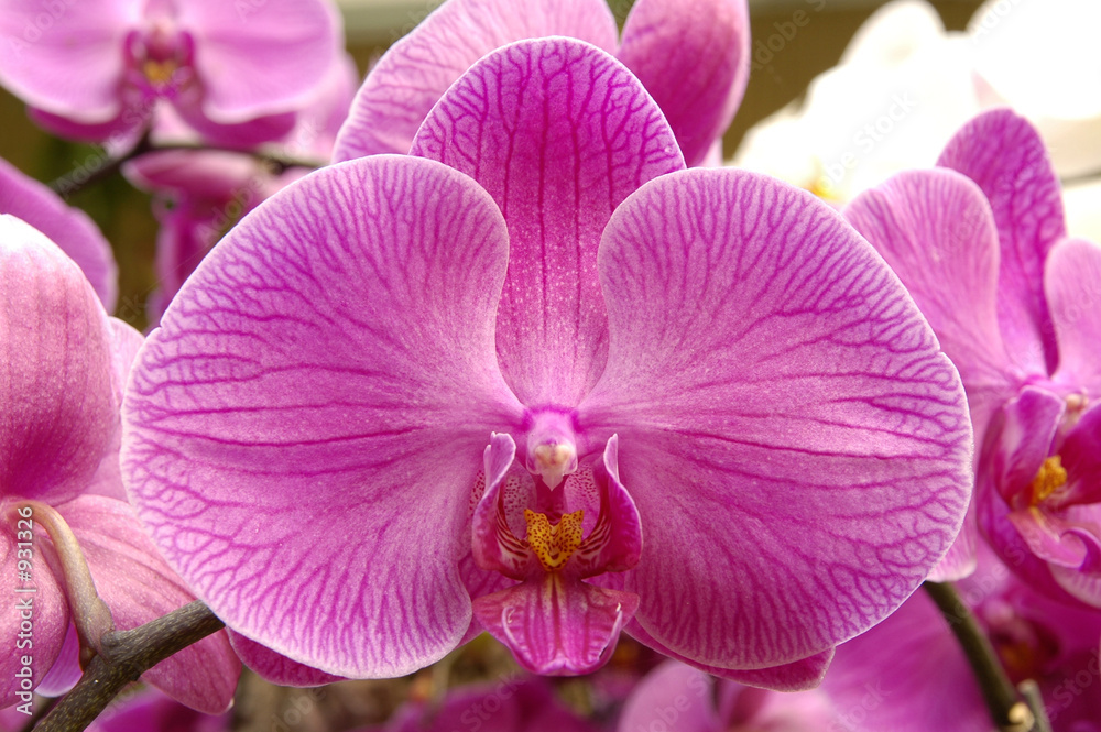 purple orchid purple orchid