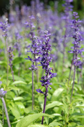 purple salvia