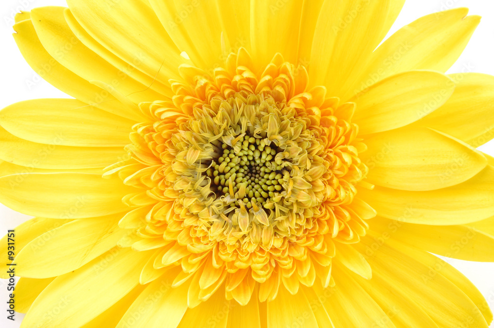 close up of yellow gerber daisy close up of yellow gerber daisy