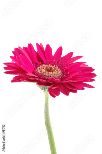 pink gerber daisy