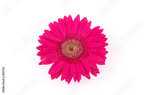 close up of pink gerber daisy