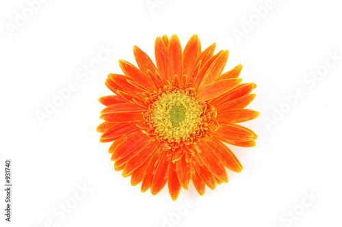 close up of orange gerber daisy