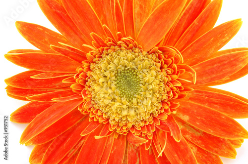 close up of orange gerber daisy