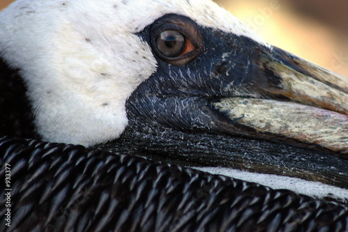 close-up of pelican head