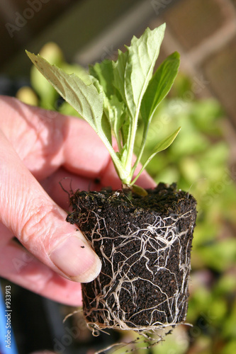 healthy root ball photo