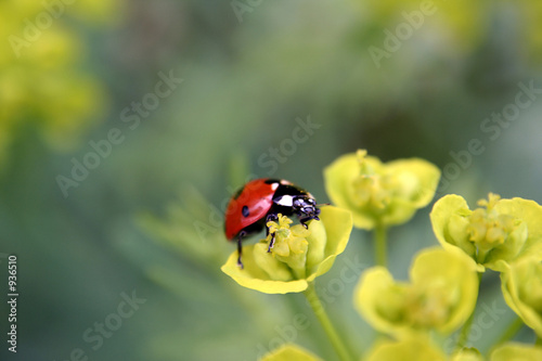 ladybug on flowers