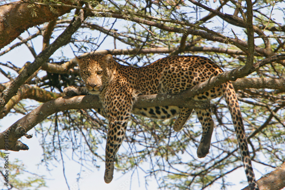 Obraz premium leopard sucht entspannung auf baum