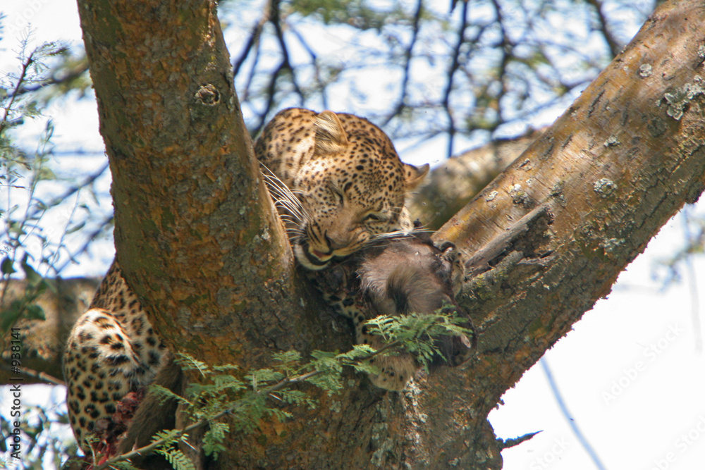 Obraz premium leopard mit beute im baum