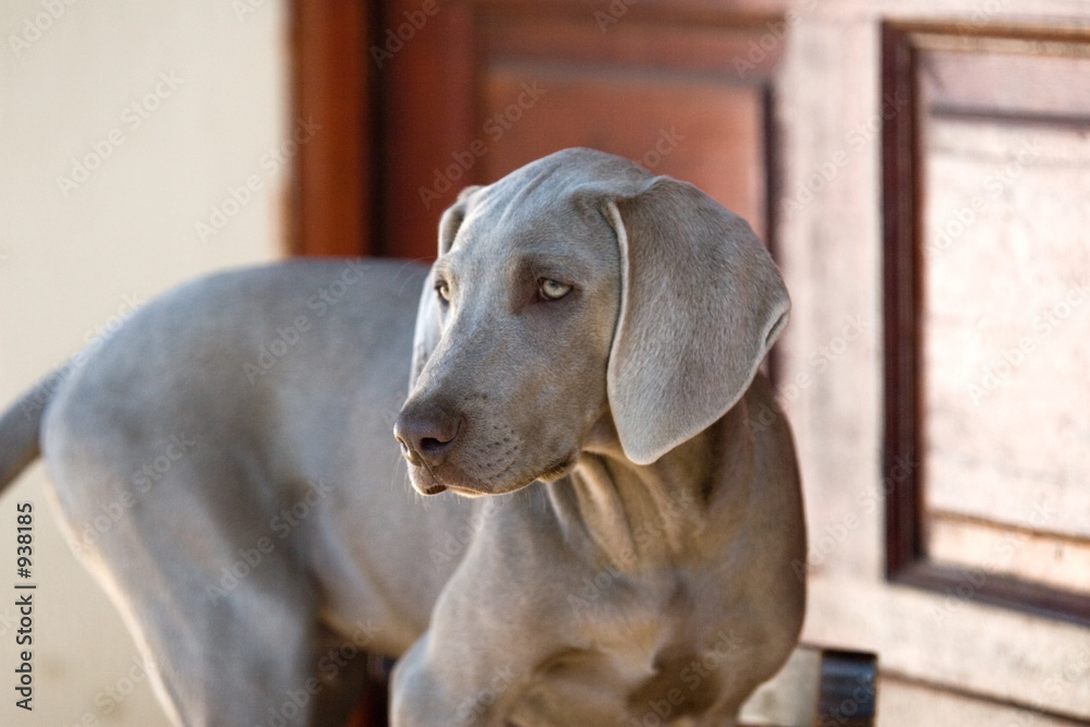 dog weimaraner