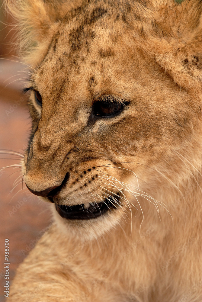 Fototapeta premium lion cub (panthera leo), south africa