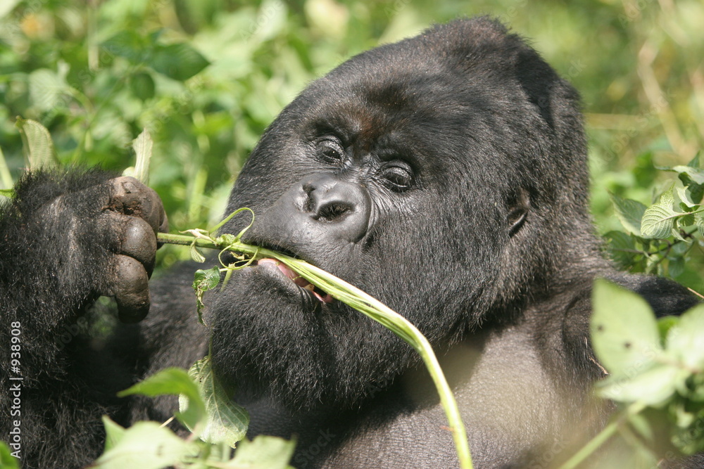 Obraz premium gorilla silberrücken beim entspannten fressen