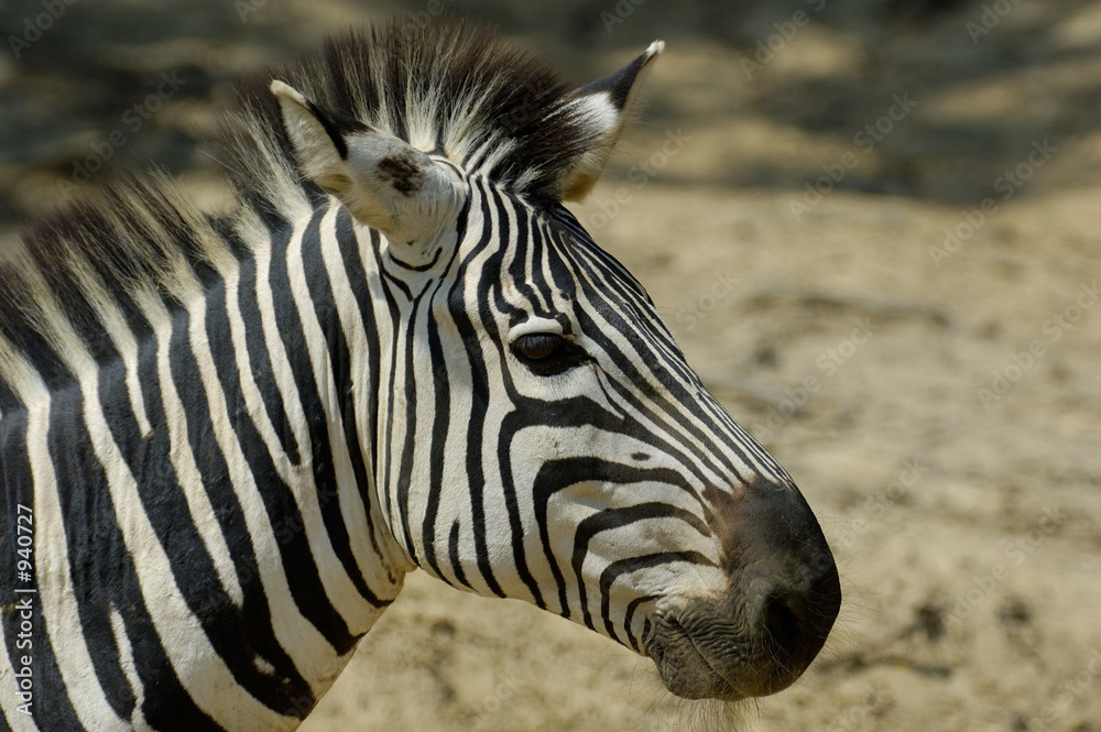zebra zebra