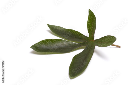maracuja leaf