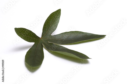 passiflora leaf