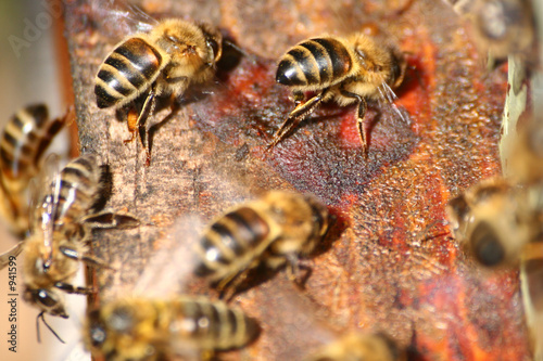 abeilles "ventileuses"