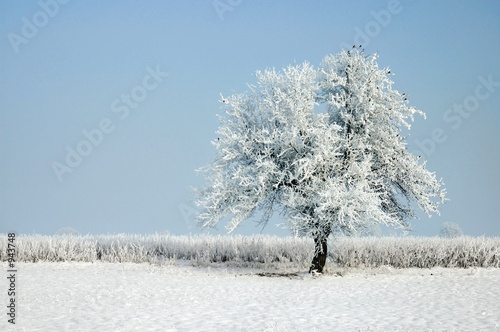 winter tree
