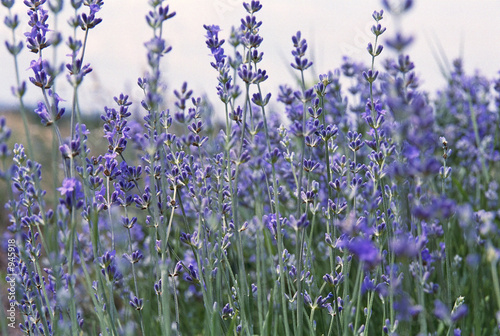 lavender