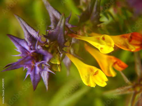 purple wild flower