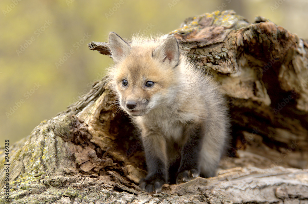 red fox pup (vulpes vulpes) lookiing camera left. Stock Photo | Adobe Stock