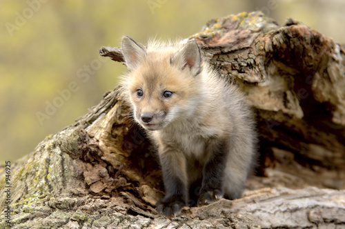 red fox pup (vulpes vulpes) lookiing camera left. photo