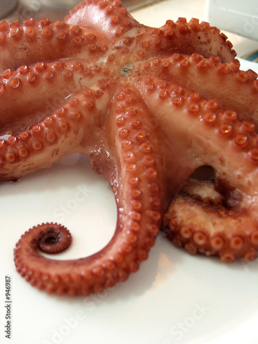 pulpo