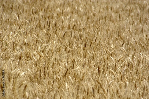 field of grain d