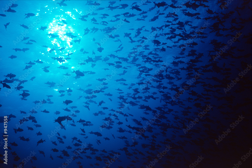 Fototapeta premium trigger fish