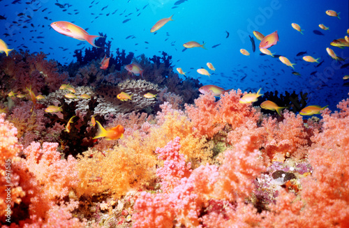 Fotografie, Tablou soft coral reef