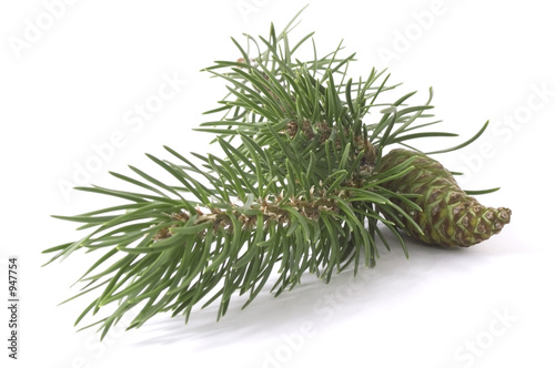 coniferous