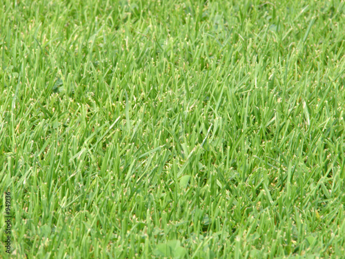 real socerball grass