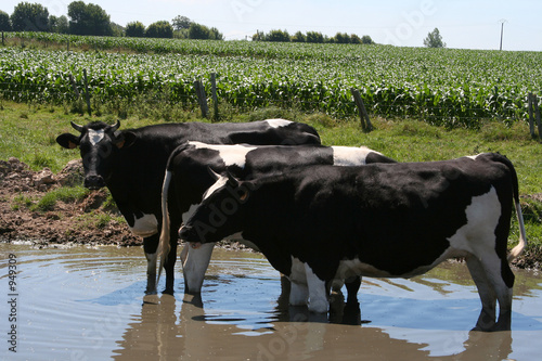 vaches au point d'eau