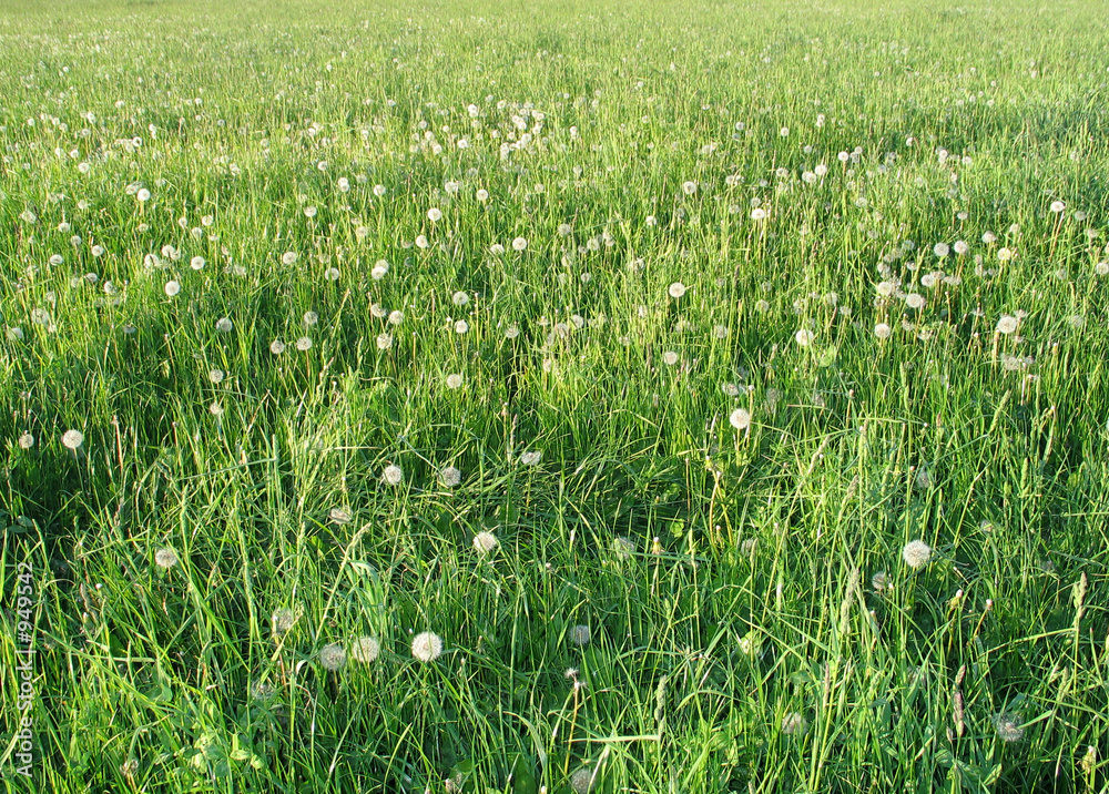 blowing grass blowing grass