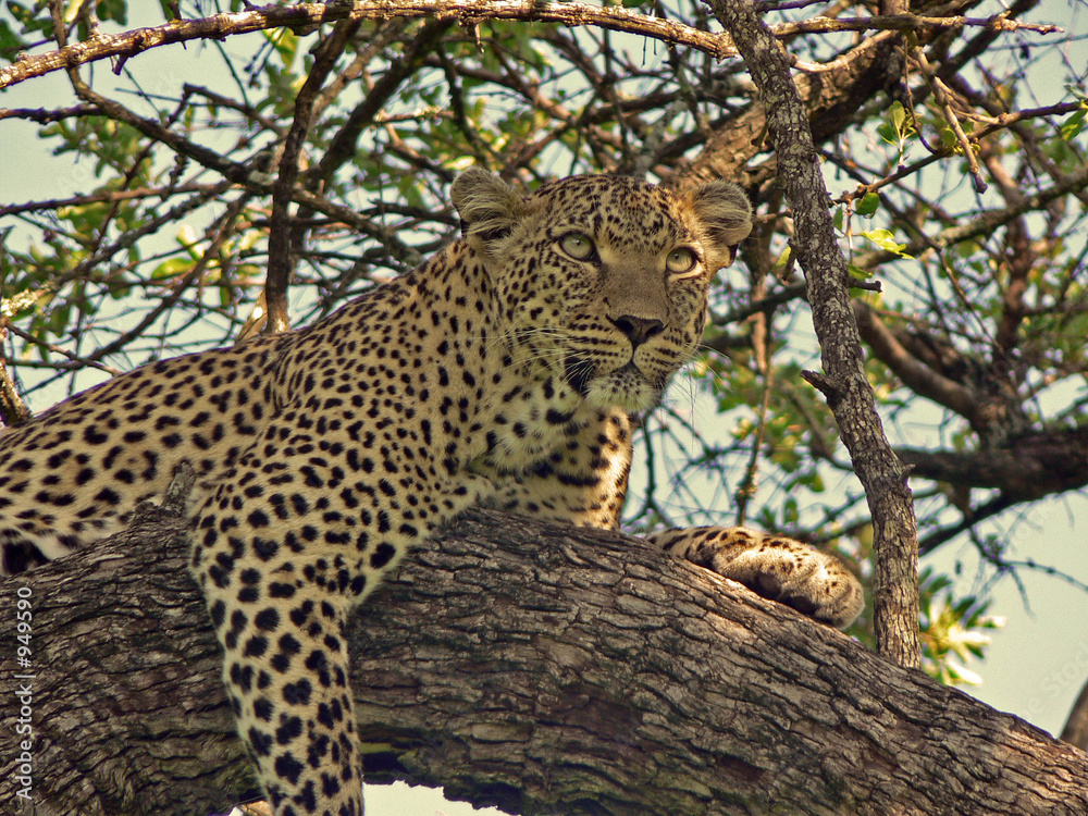 Fototapeta premium leopard on the lookout