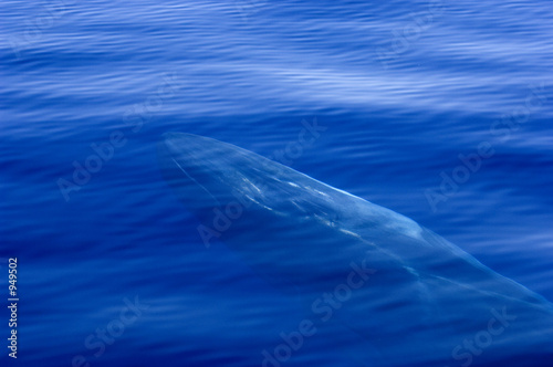 baleine photo