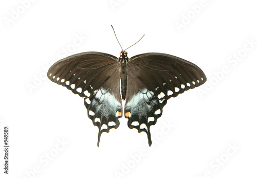 Εκτύπωση καμβά spicebrush swallowtail butterfly closeup