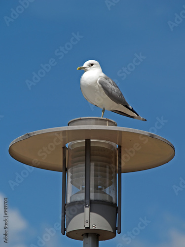 a seagull on electric lamp pole